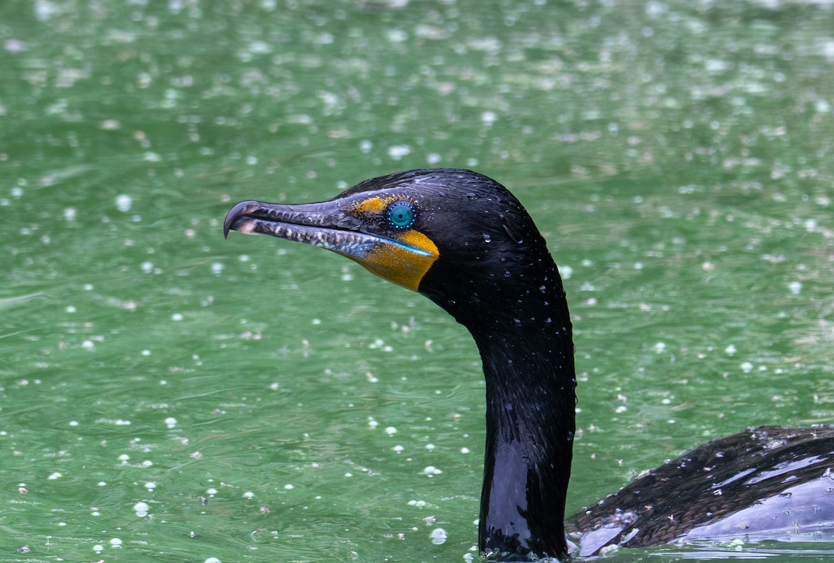 Double-crested Cormorant - ML637025765
