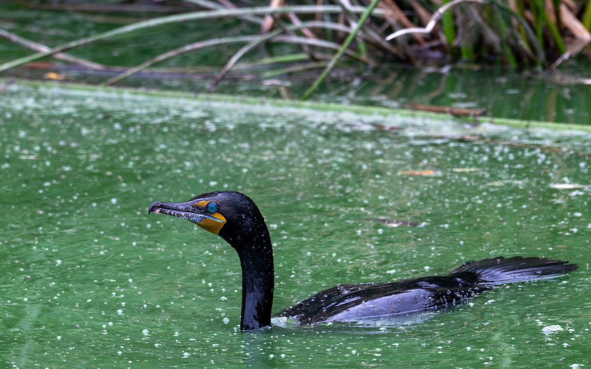 Double-crested Cormorant - ML637025766