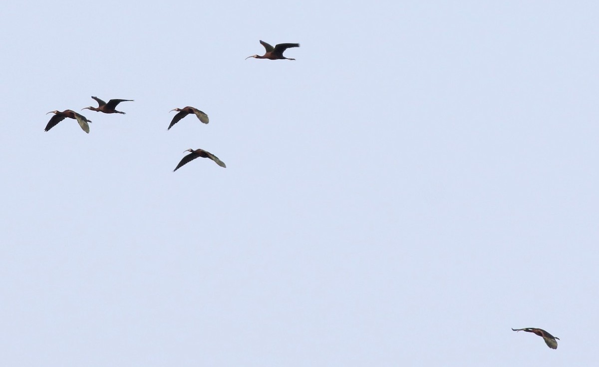 White-faced Ibis - ML637025965