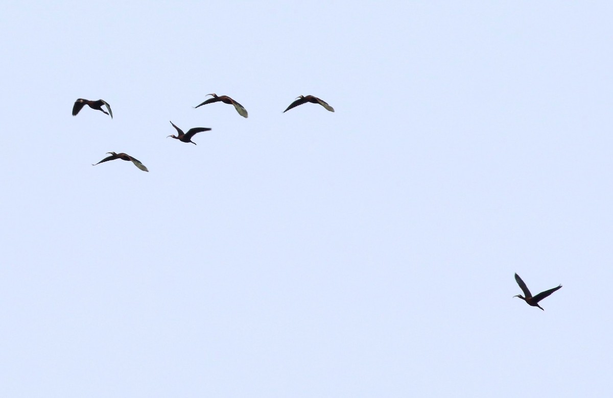 White-faced Ibis - ML637025976