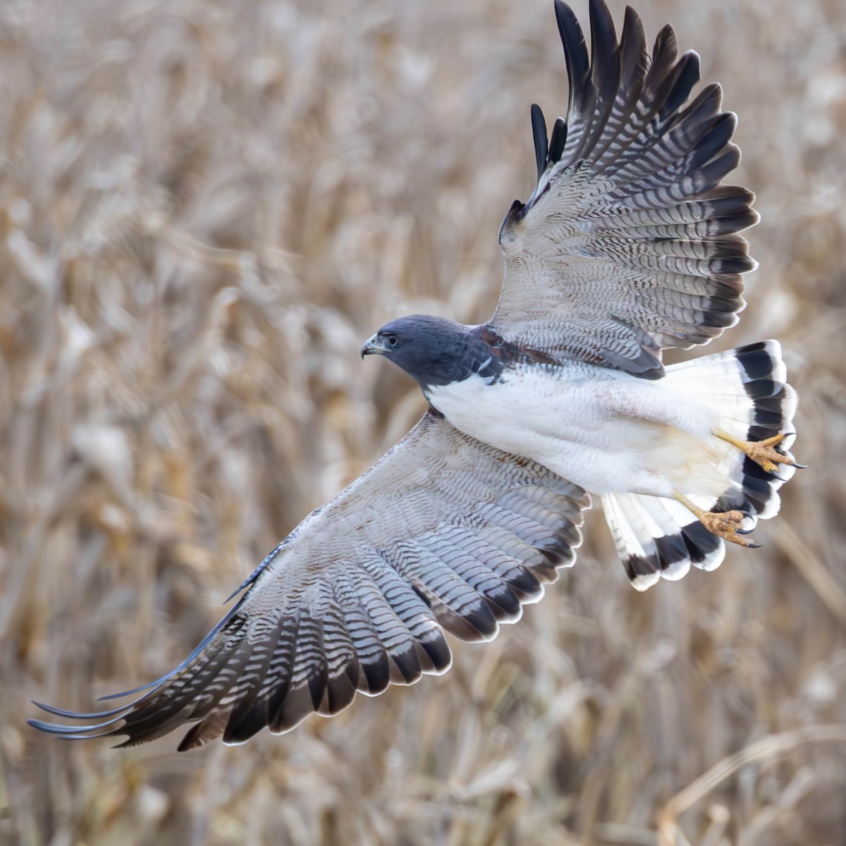 White-tailed Hawk - ML637026007
