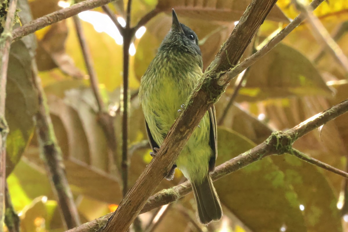 Streak-necked Flycatcher - ML637026009