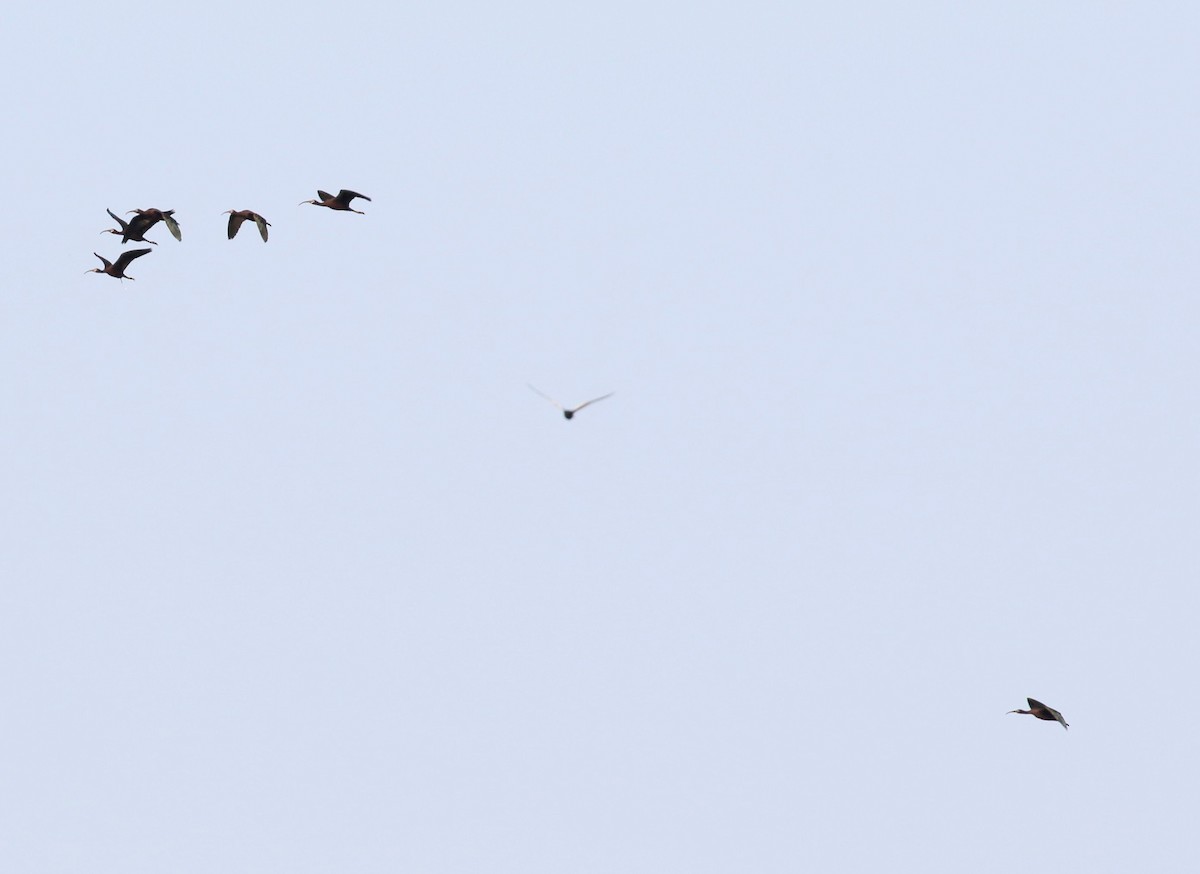 Glossy Ibis - ML637026067