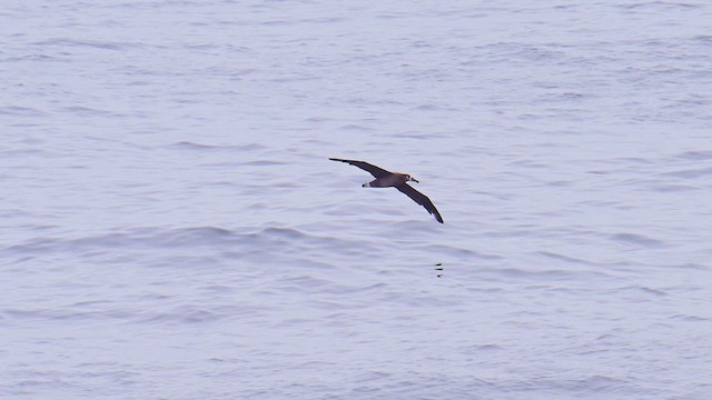 Black-footed Albatross - ML637026088