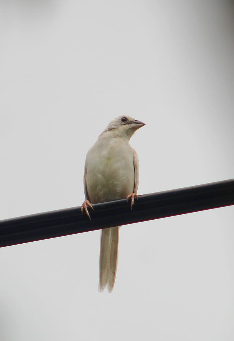 Stripe-headed Sparrow - ML637026106