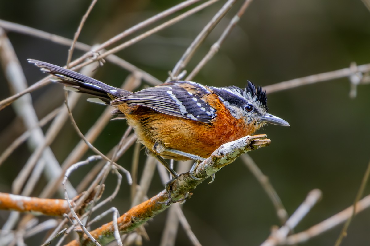 Ferruginous Antbird - ML637026118