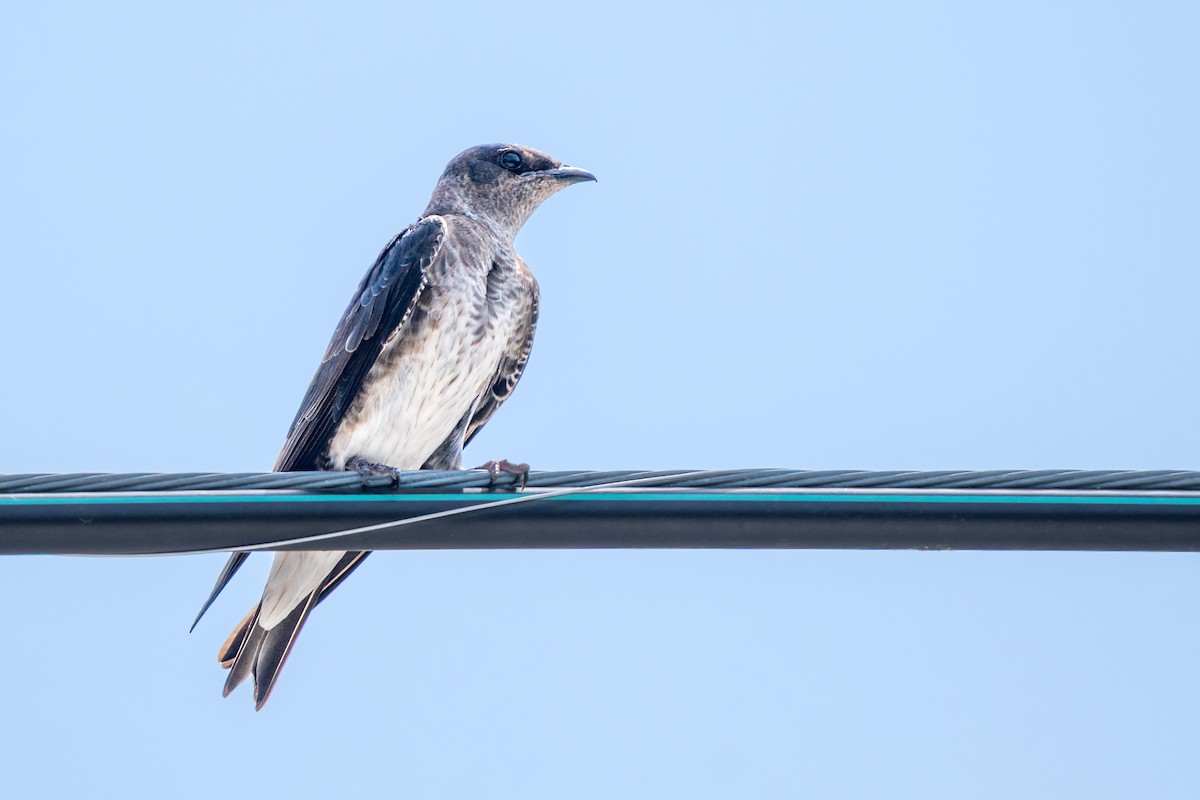 Purple Martin - ML637026219
