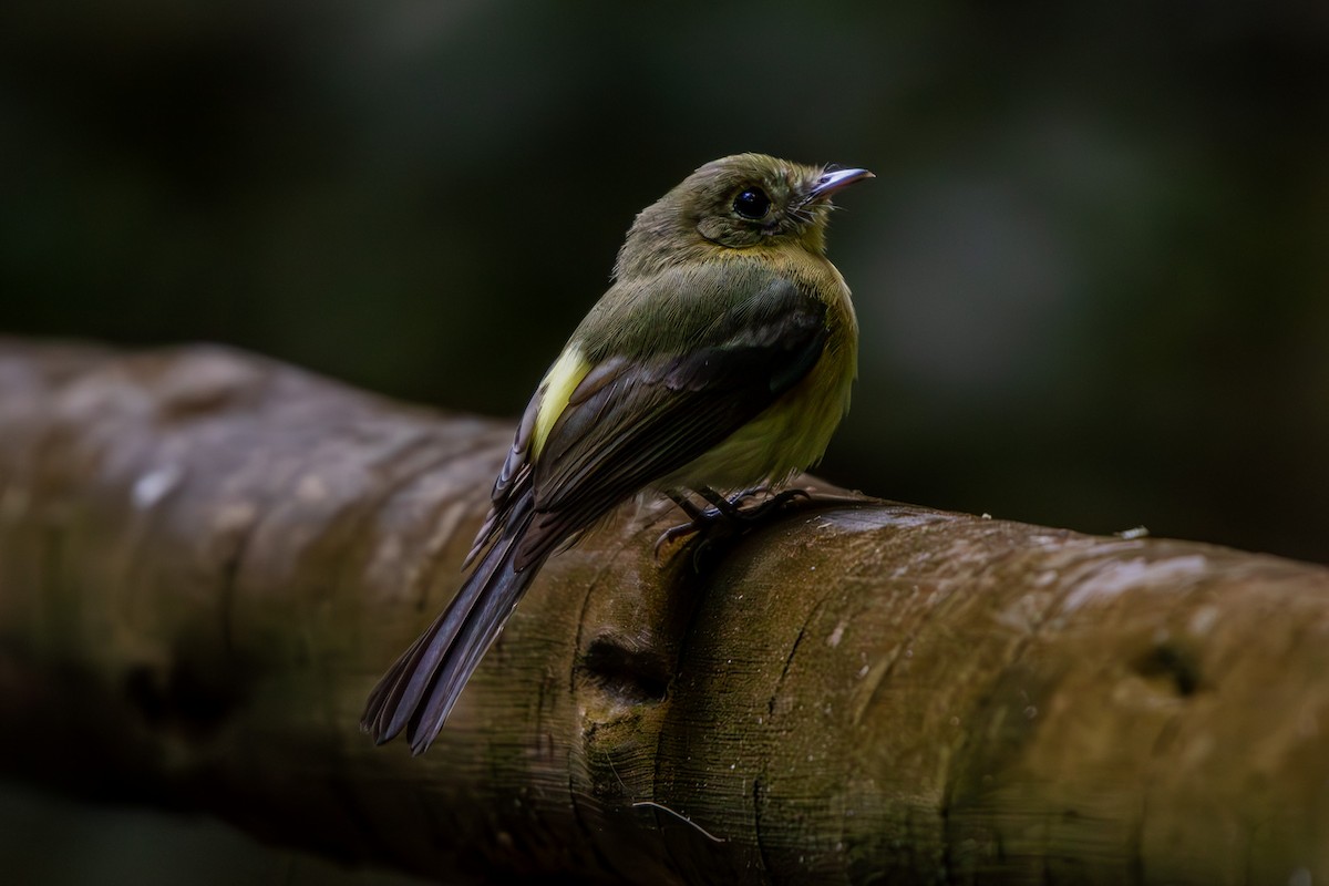 Whiskered Flycatcher - ML637026236