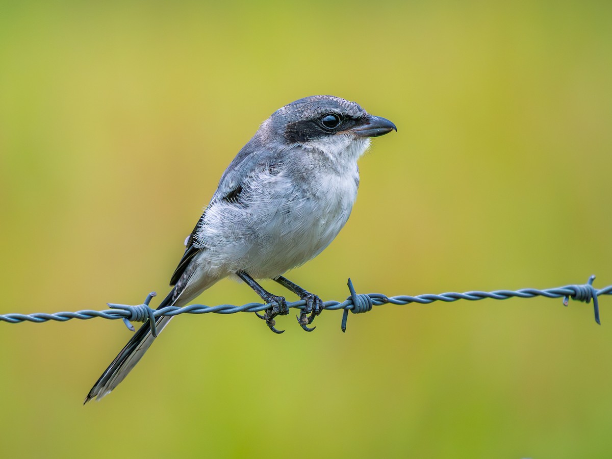 Loggerhead Shrike - ML637026369