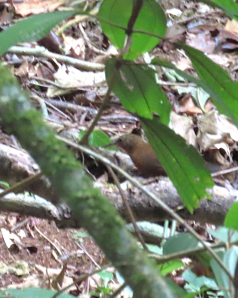 Sclérure à gorge rousse - ML637026452
