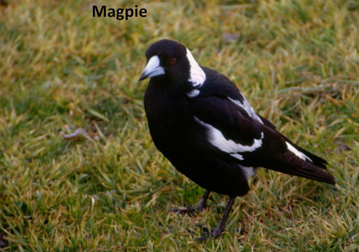 Australian Magpie (Black-backed) - ML637026463