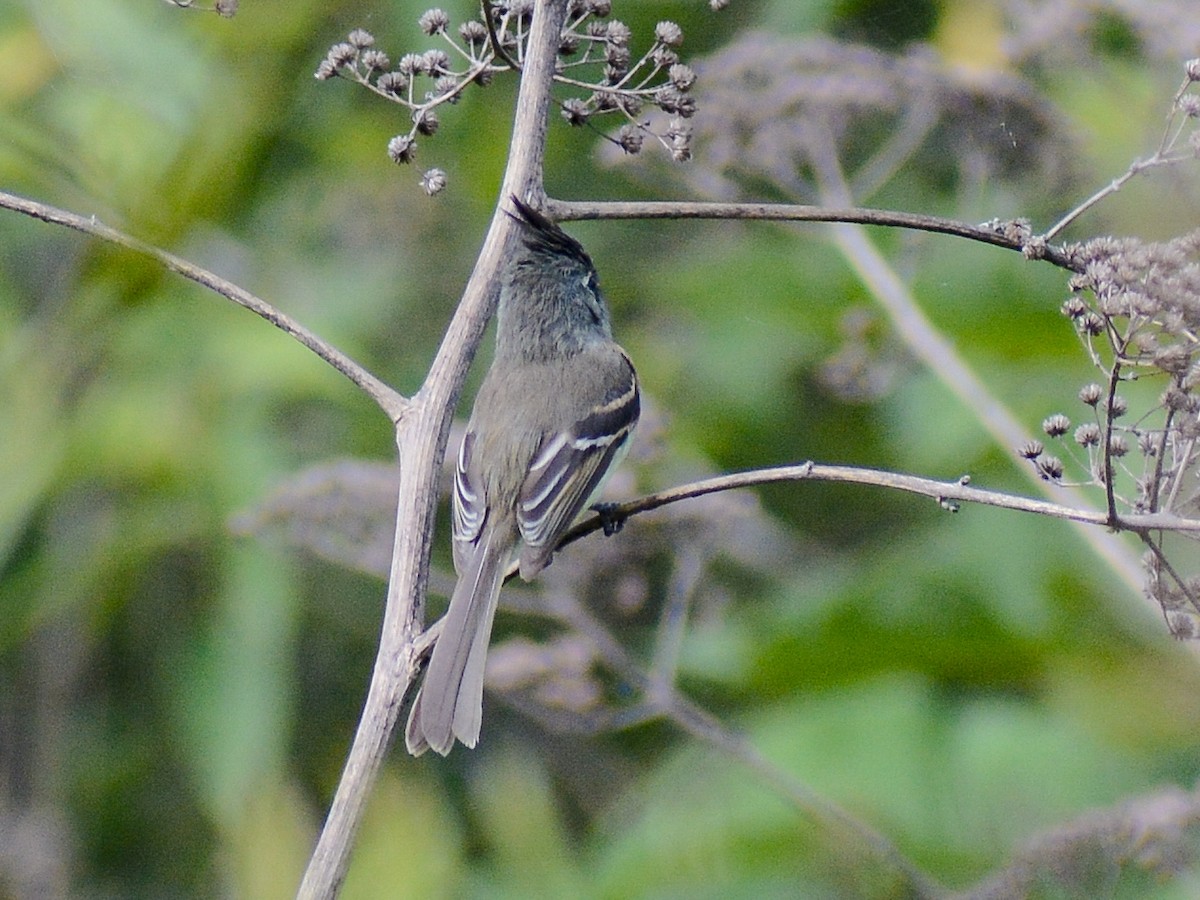 Belted Flycatcher - ML637026493