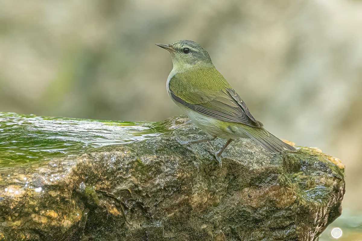 Tennessee Warbler - ML637026630