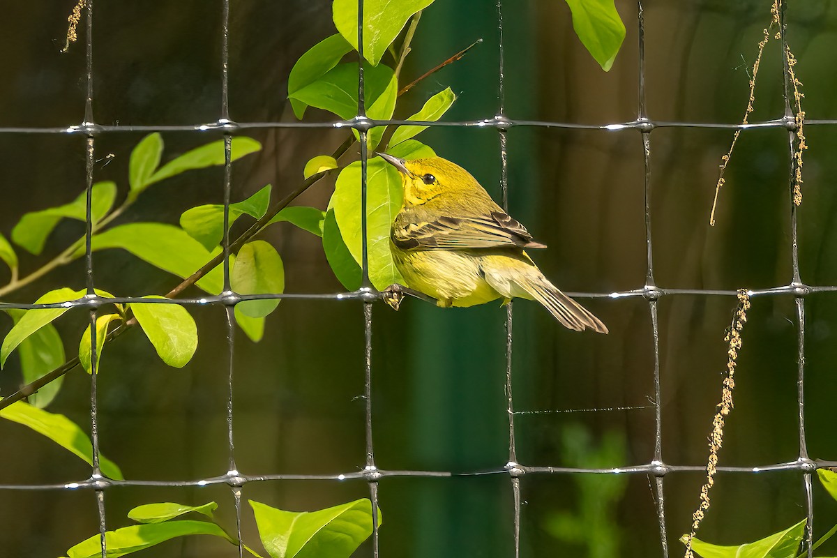 Prairie Warbler - ML637026640