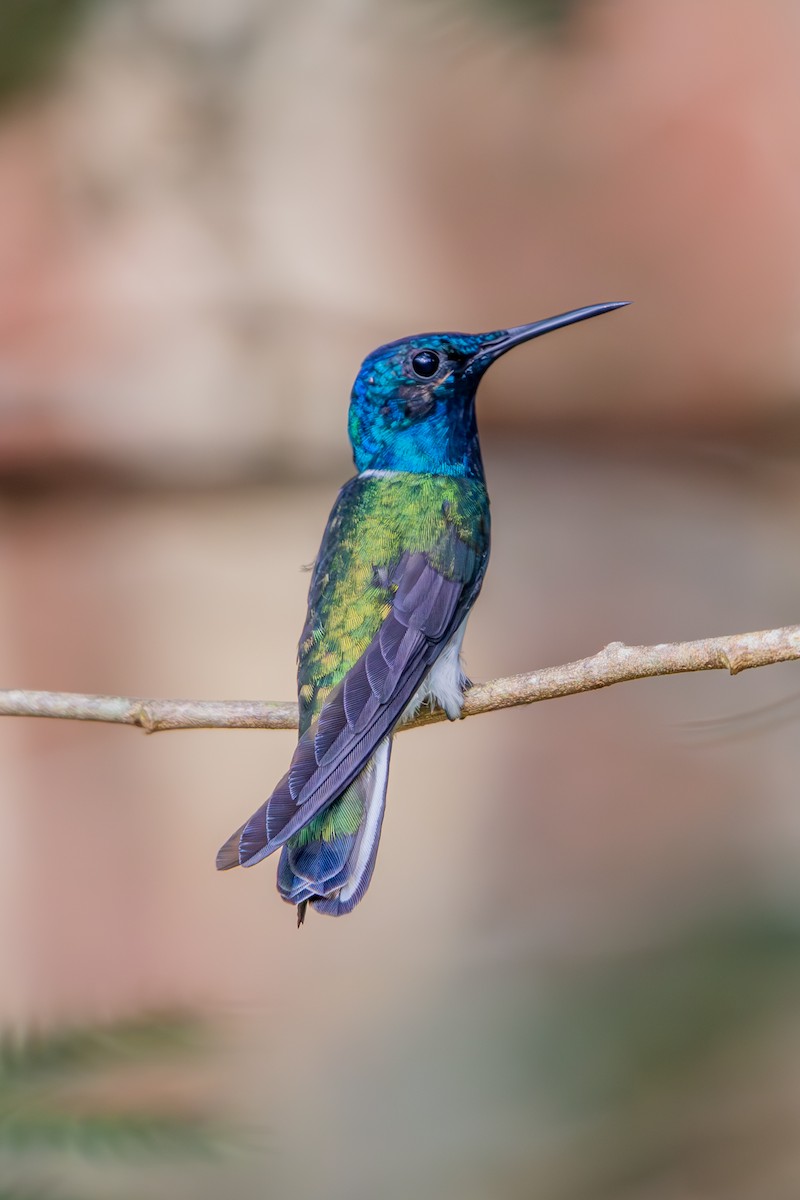 White-necked Jacobin - ML637026696