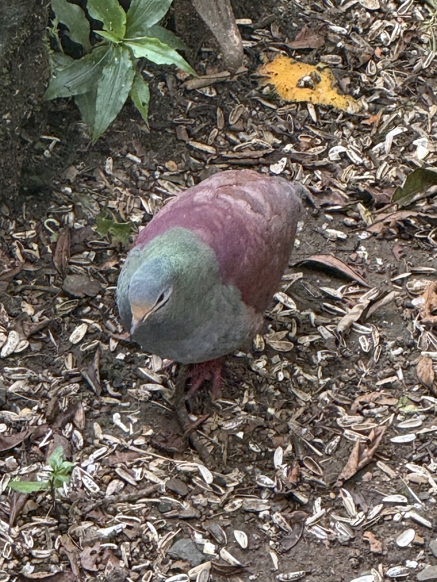 Buff-fronted Quail-Dove - ML637026711