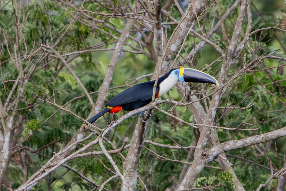 White-throated Toucan - ML637026729