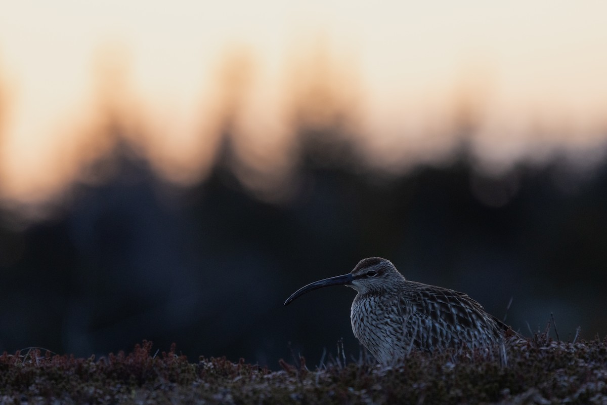 koliha malá - ML637026731