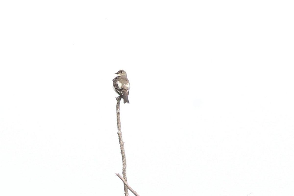 Olive-sided Flycatcher - ML637026733