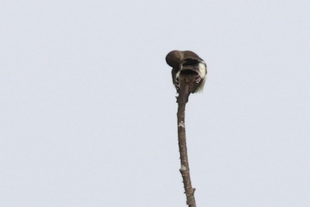 Olive-sided Flycatcher - ML637026734