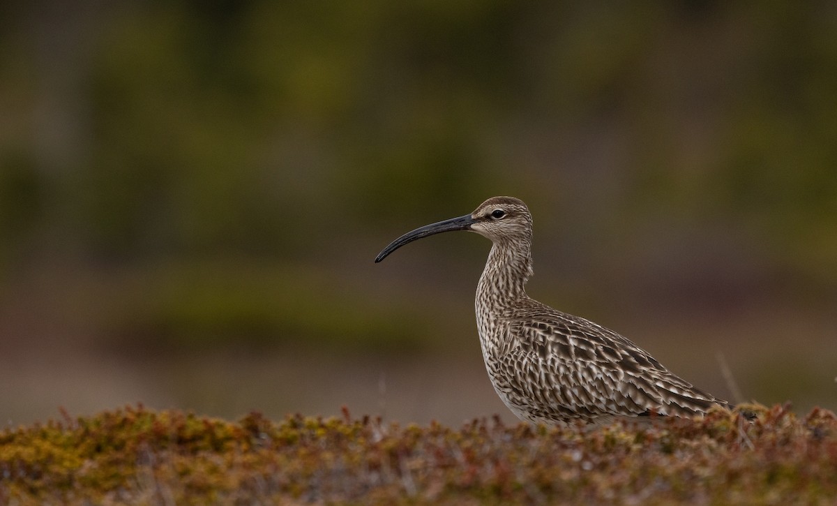 koliha malá - ML637026747