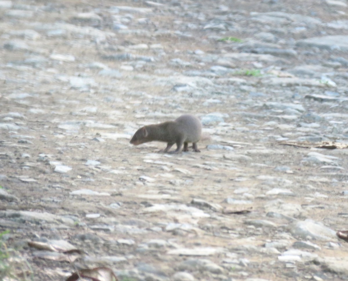 Animals - ML637026784