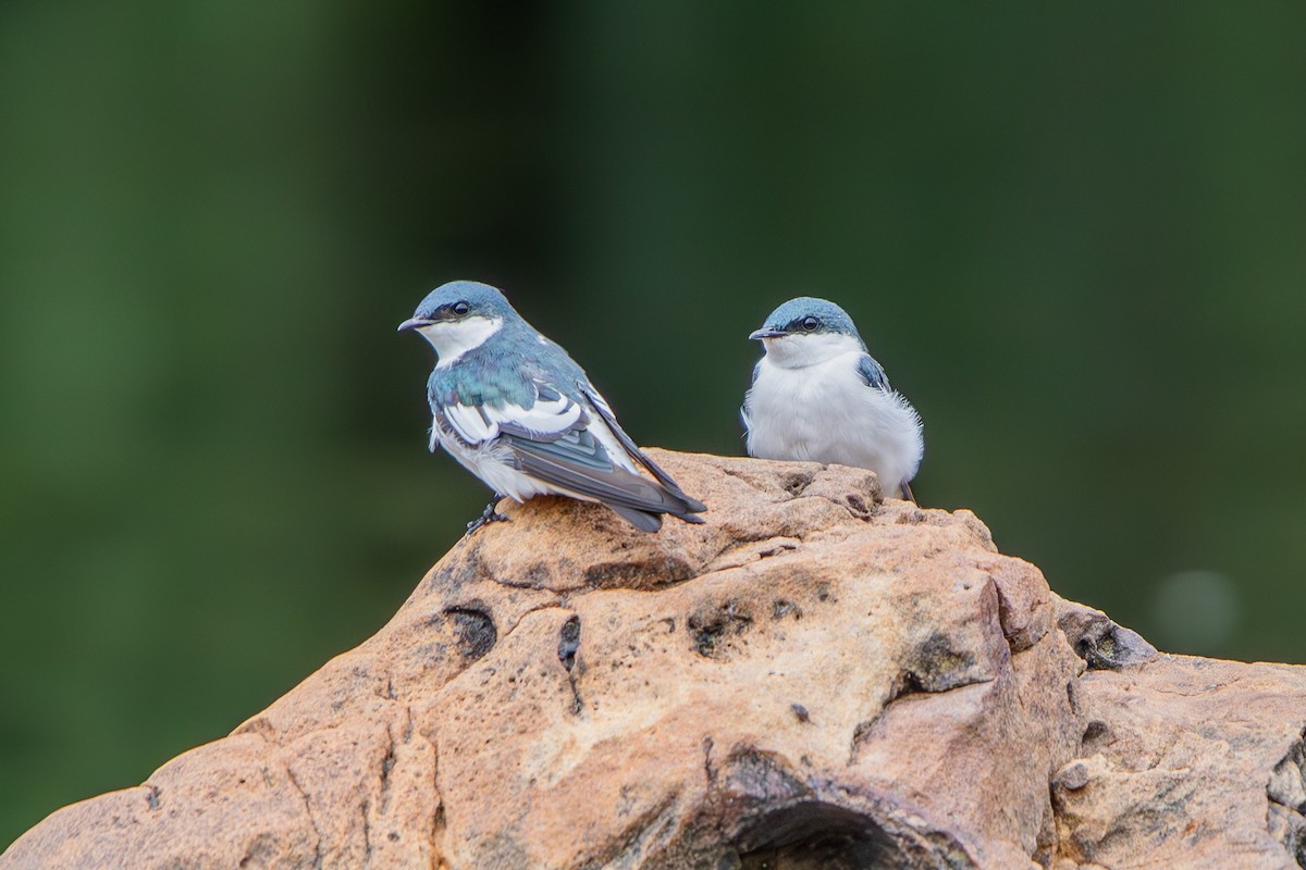 White-winged Swallow - ML637026836