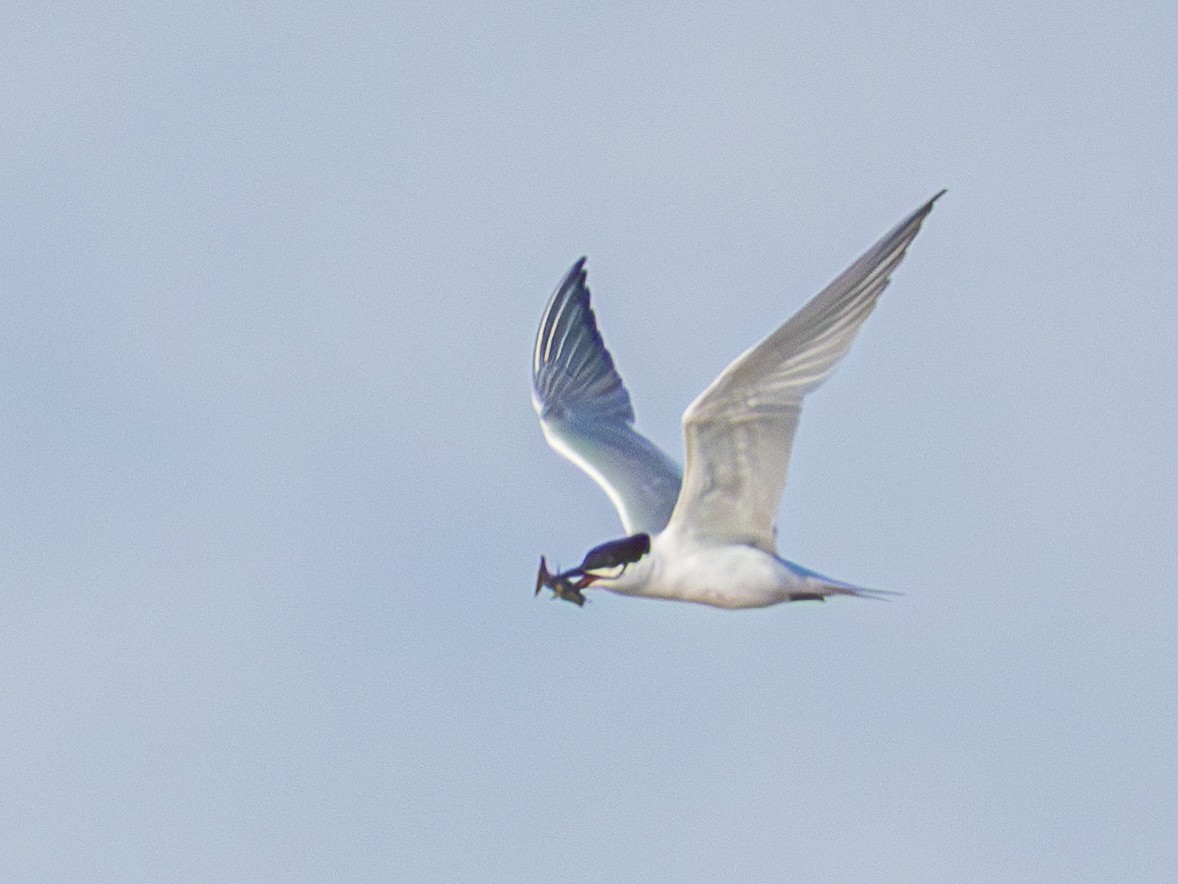Gull-billed Tern - ML637026857