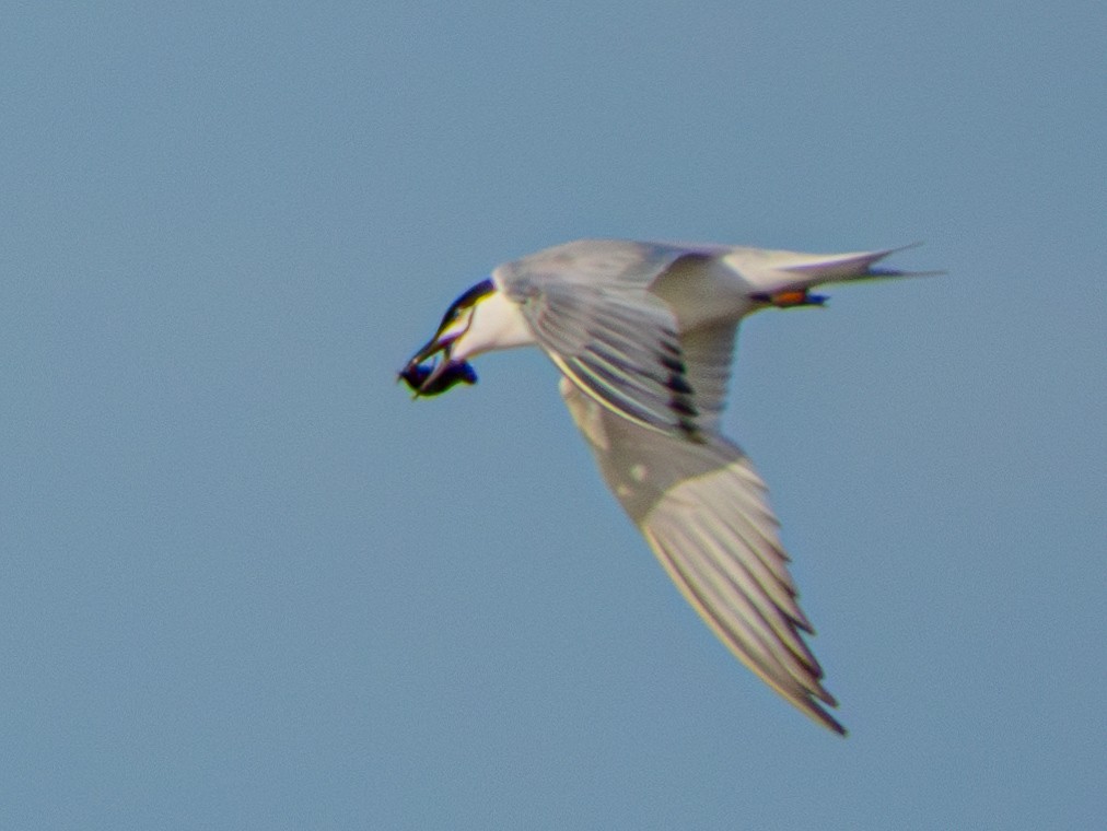 Gull-billed Tern - ML637026859