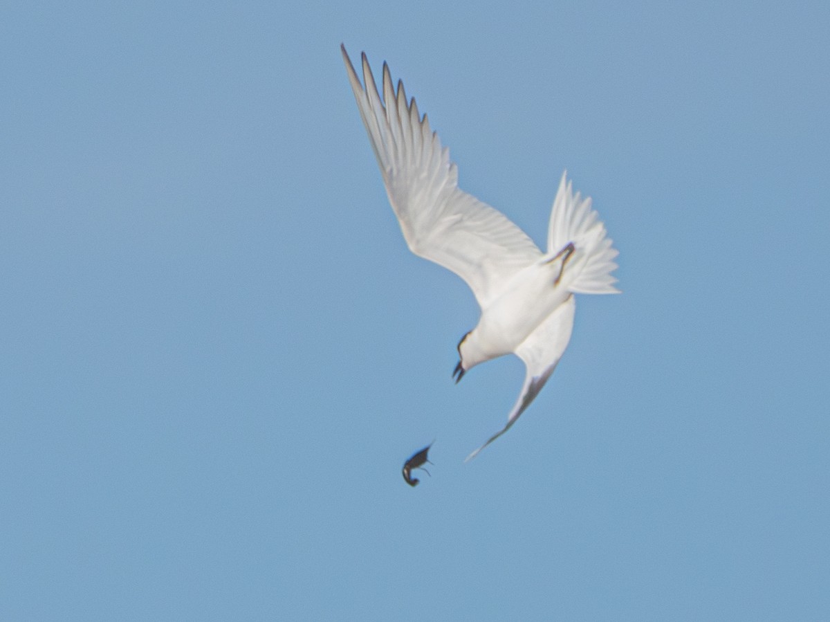 Gull-billed Tern - ML637026860