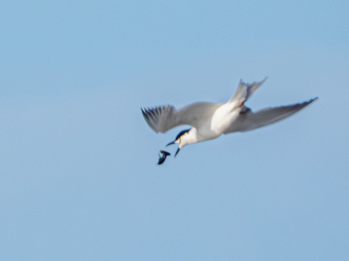 Gull-billed Tern - ML637026861