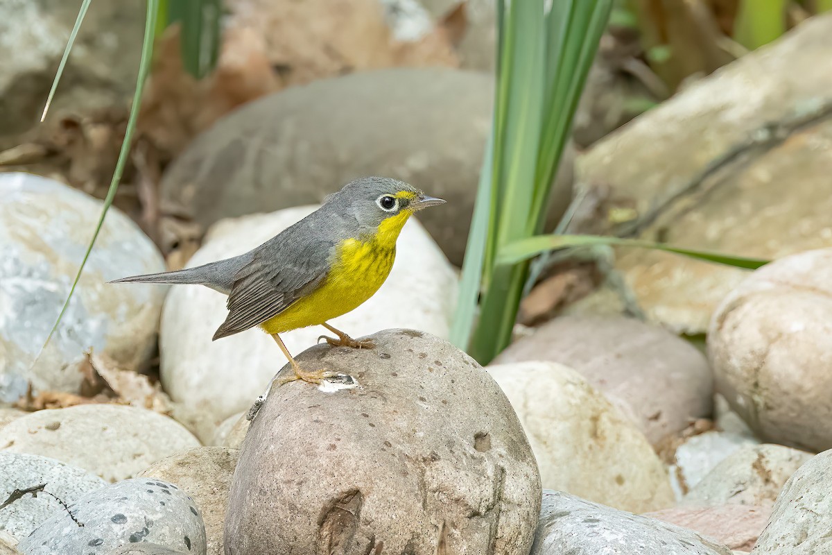 Canada Warbler - ML637026893