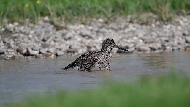 Willet (Eastern) - ML637026967