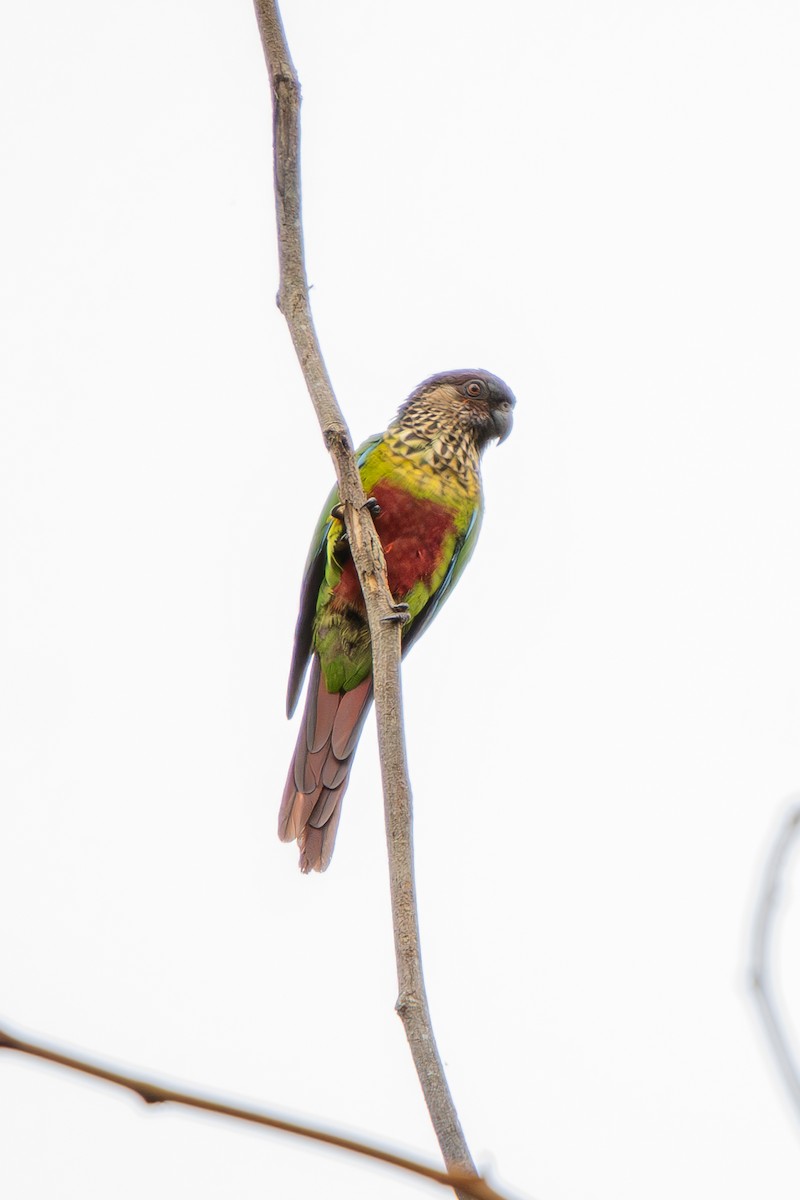 pyrura paráský - ML637026975