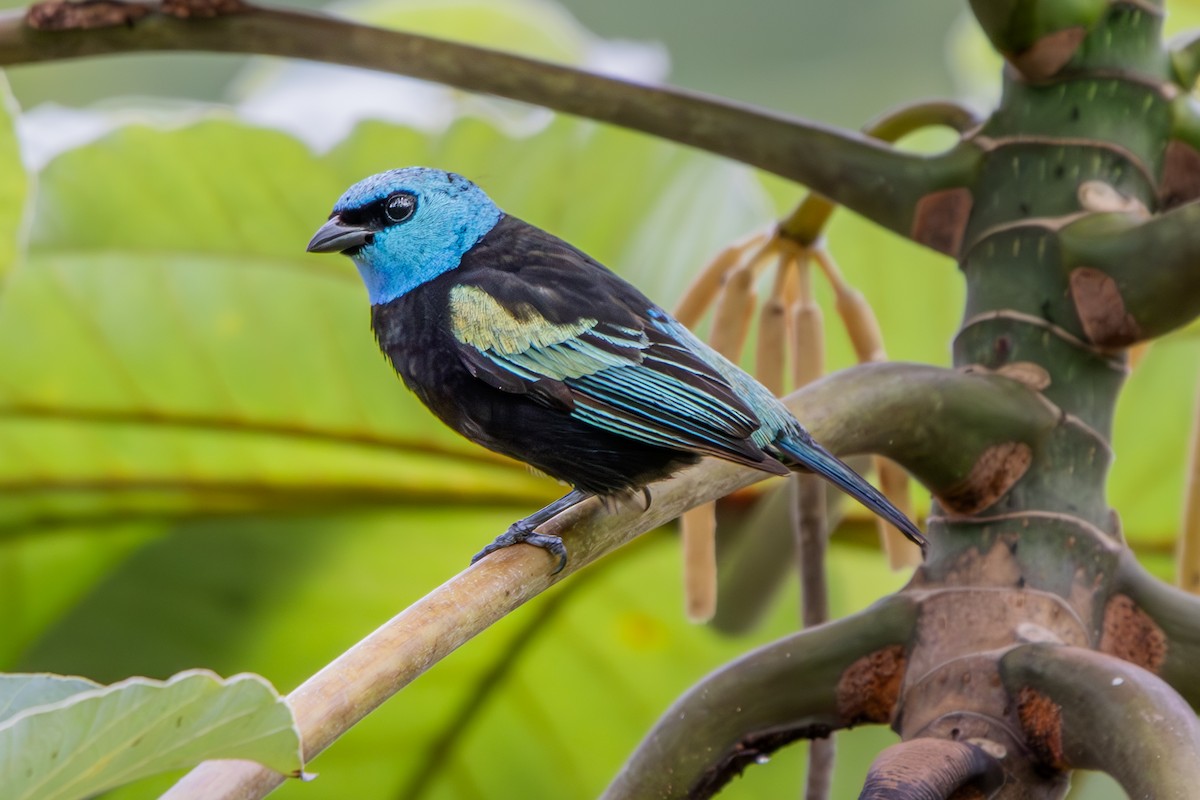 Blue-necked Tanager - ML637026986
