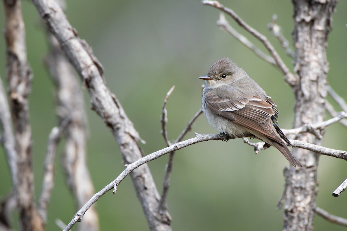 Western Wood-Pewee - ML637027023
