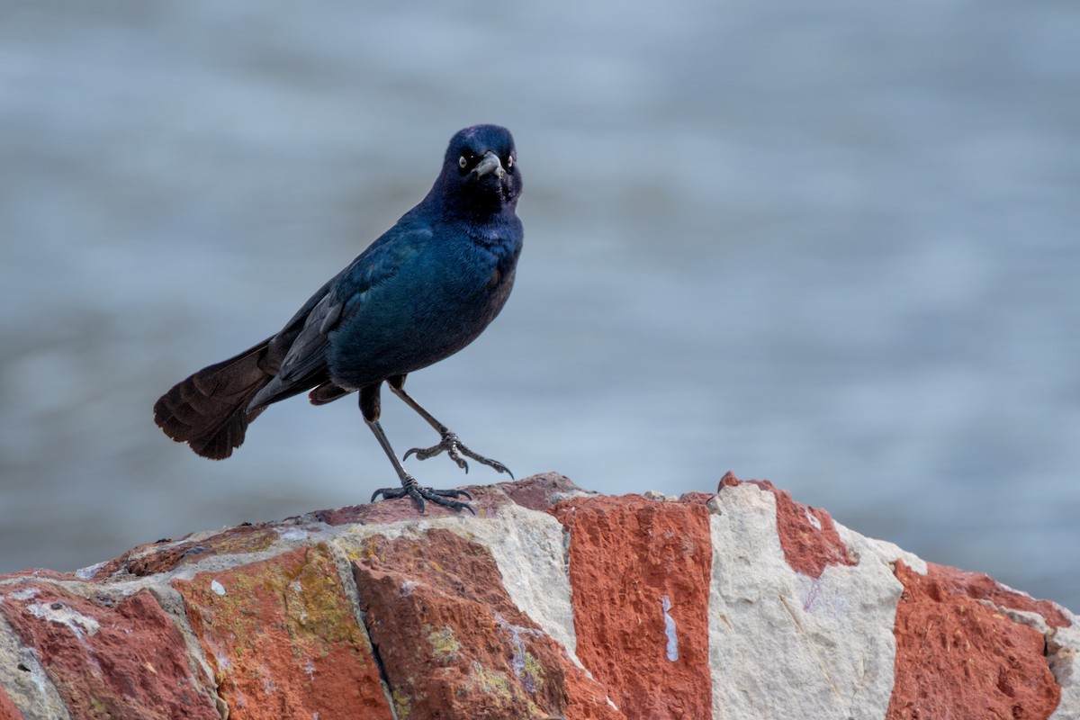 Boat-tailed Grackle - ML637027029