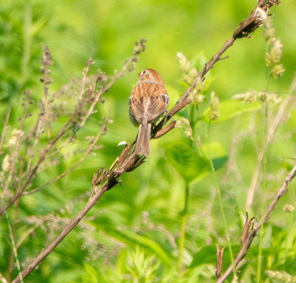 Field Sparrow - ML637027074