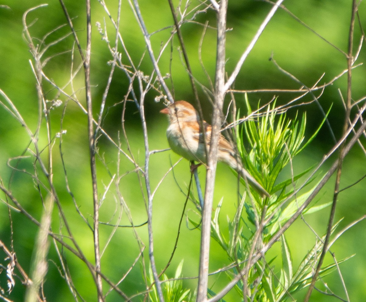 Field Sparrow - ML637027075