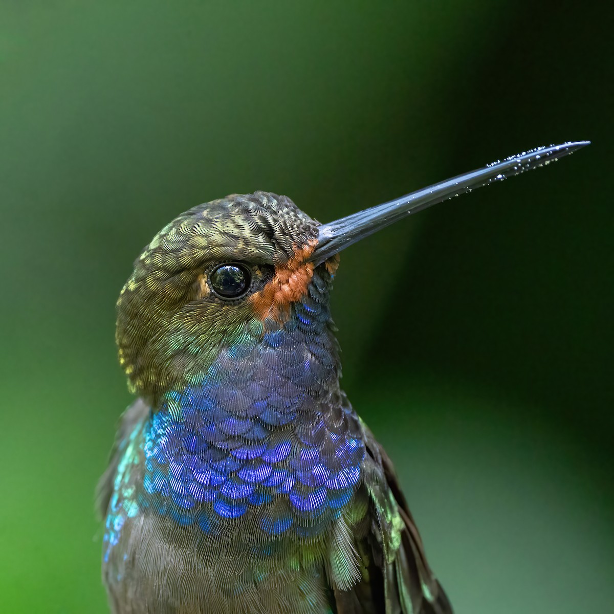 Rufous-gaped Hillstar - ML637027086