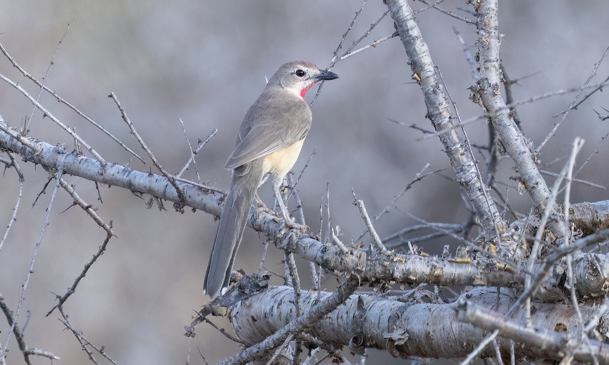 Rosy-patched Bushshrike - ML637027132