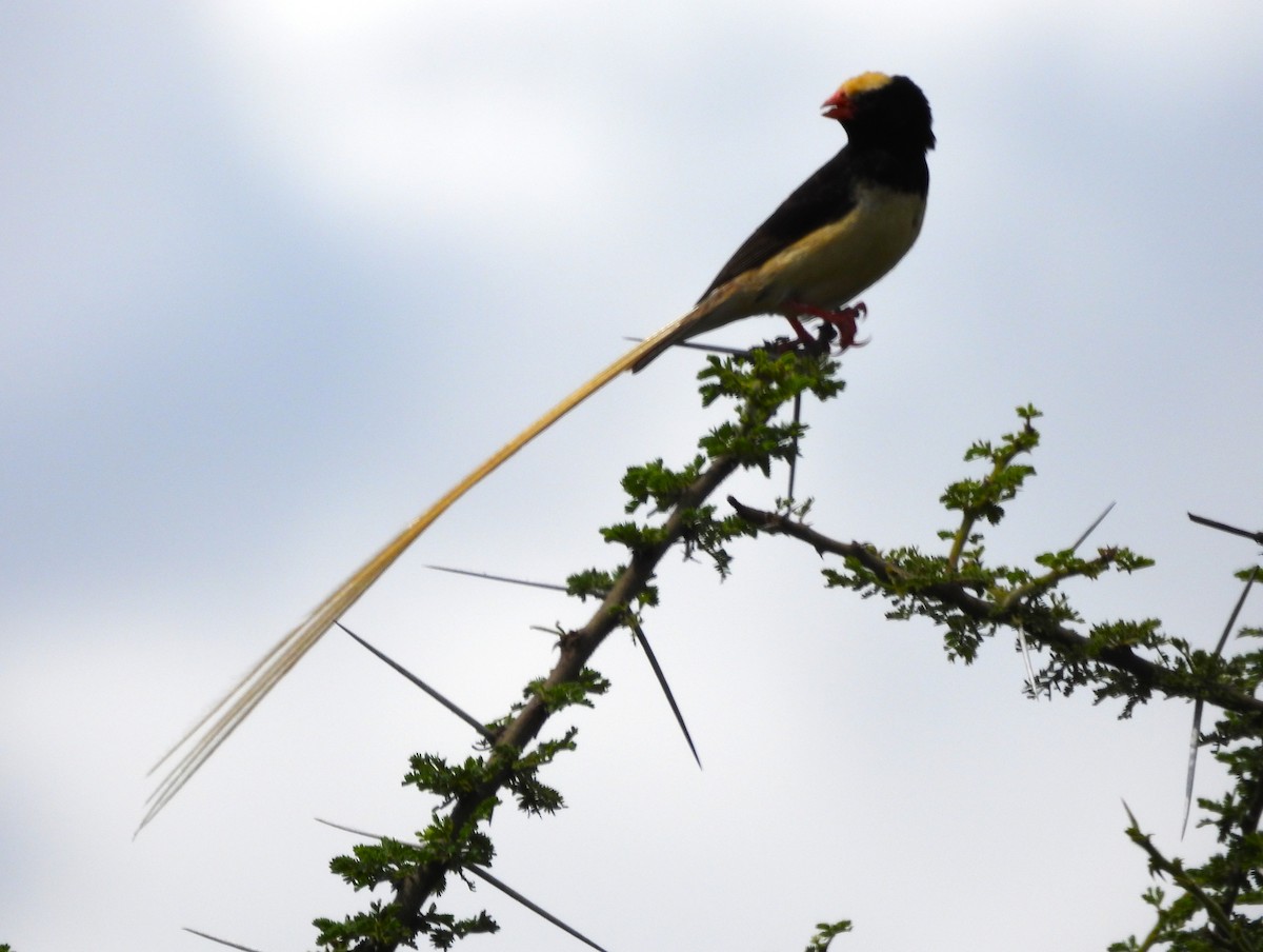 Straw-tailed Whydah - ML637027167