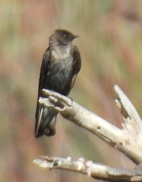 Purple Martin (hesperia) - ML637027316