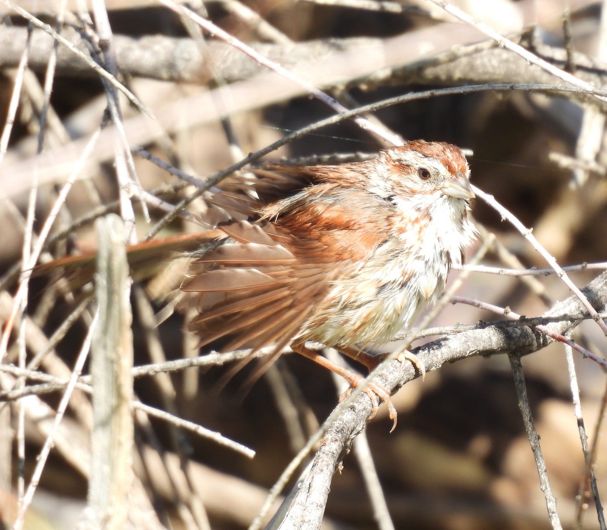 Song Sparrow (fallax Group) - ML637027334