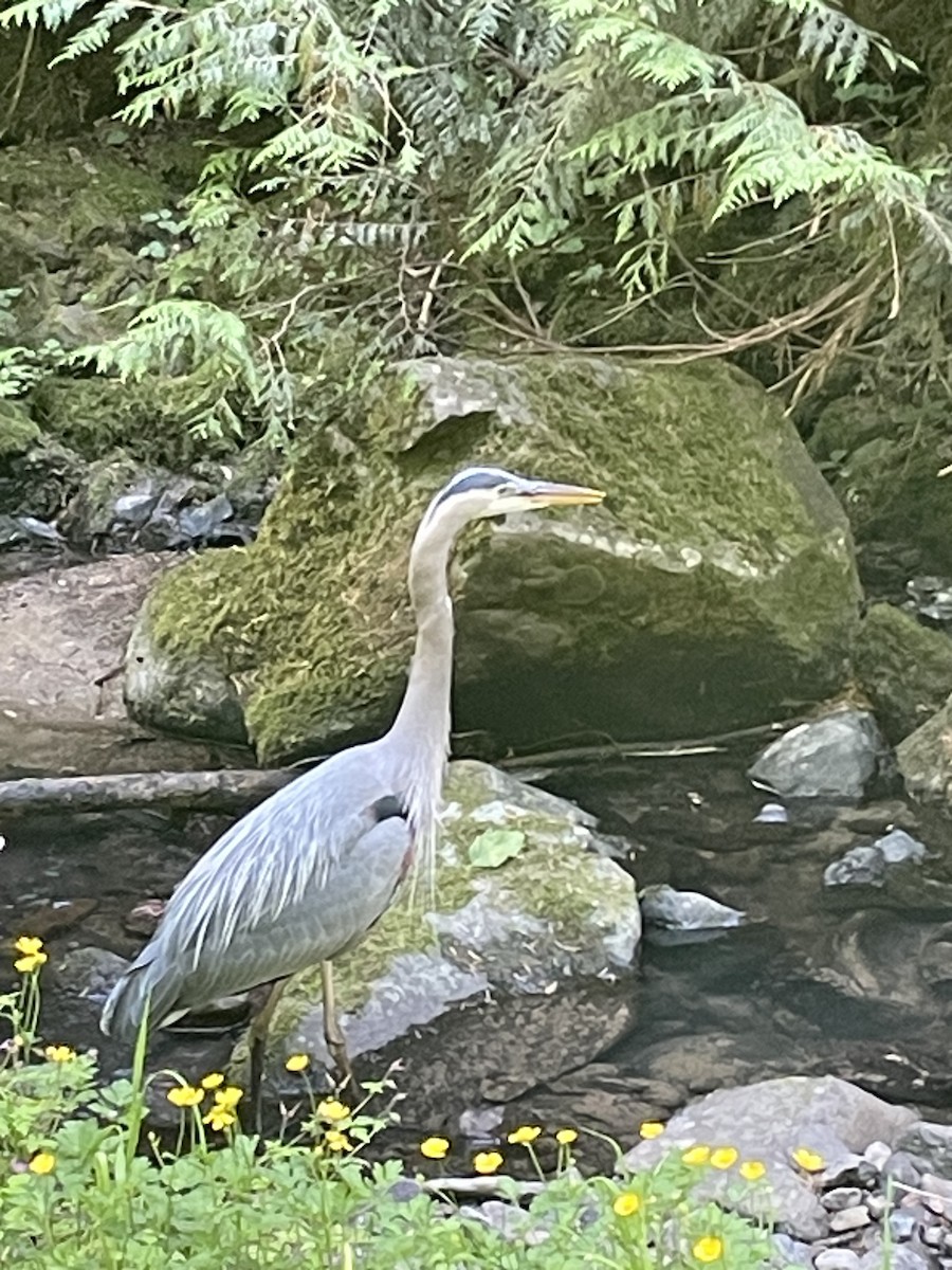 Great Blue Heron - ML637027482