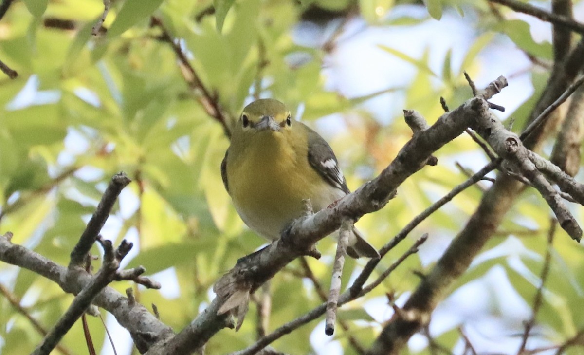 Gelbkehlvireo - ML637027570