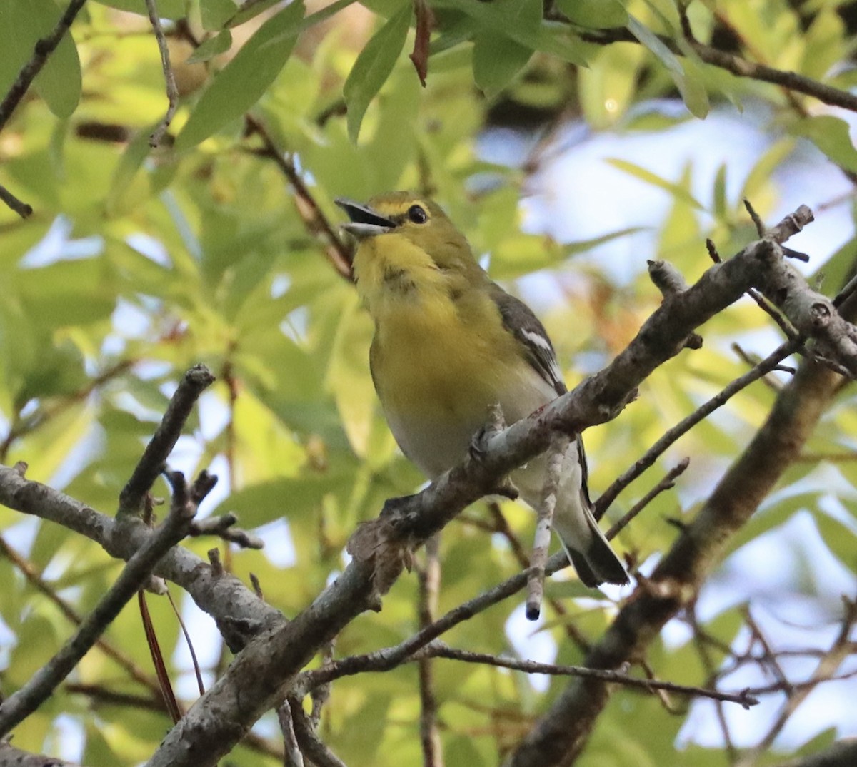 Gelbkehlvireo - ML637027571