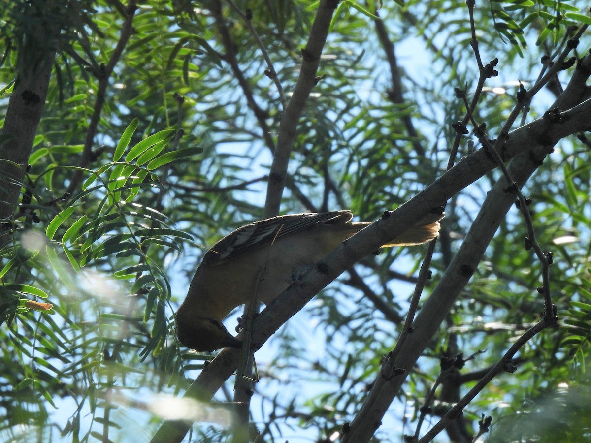 Bullock's Oriole - ML637027658