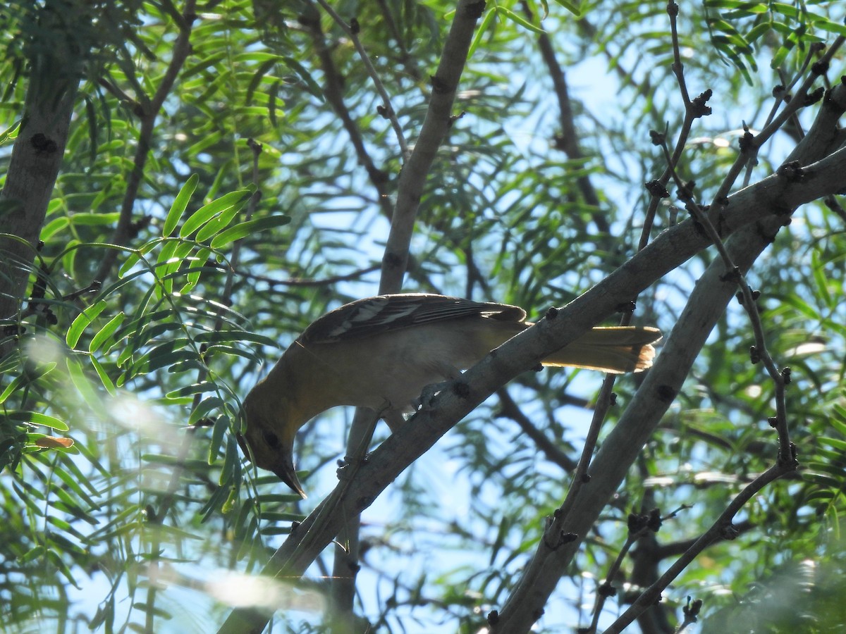 Bullock's Oriole - ML637027659