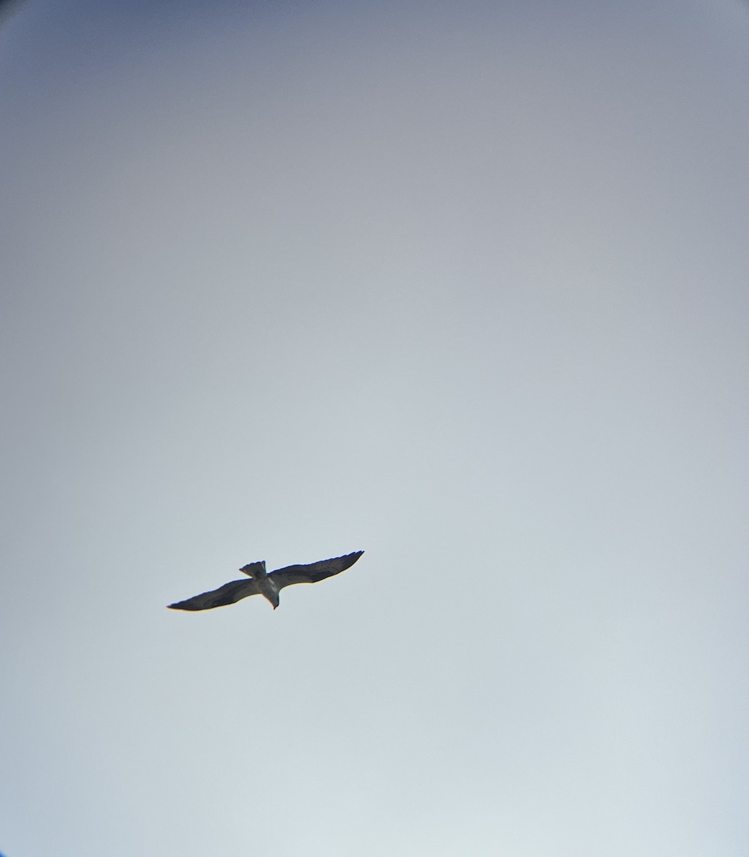 Osprey - ML637027737